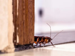 Why Roaches Are Hard to Eliminate Without Professional Help