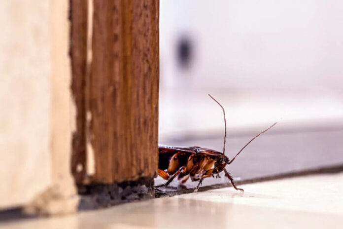 Why Roaches Are Hard to Eliminate Without Professional Help
