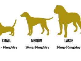 Why Should You Use a CBD Dosage Calculator for Your Pets
