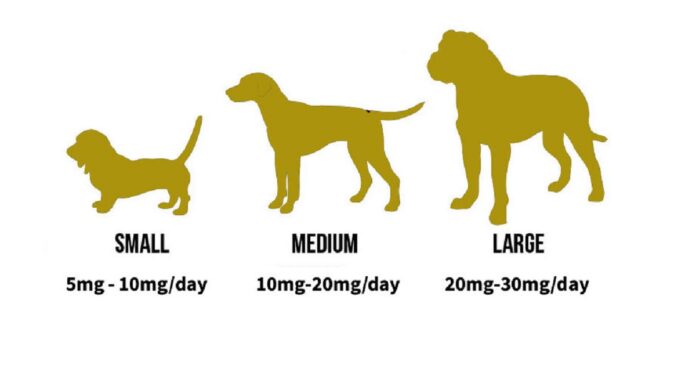 Why Should You Use a CBD Dosage Calculator for Your Pets