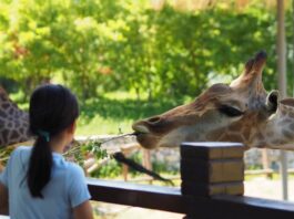 Why a Membership at the Zoo Is More Than Just Regular Visits