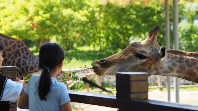 Why a Membership at the Zoo Is More Than Just Regular Visits