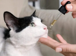 What’s the Right Dosage When Giving Cannabidiol to Felines