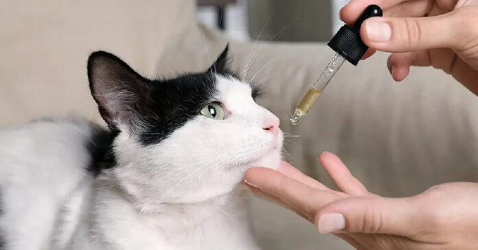 What’s the Right Dosage When Giving Cannabidiol to Felines