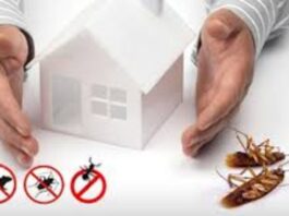 Why Timely Pest Control from an Extermination Expert Can Save Your Home