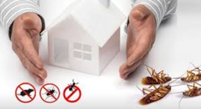 Why Timely Pest Control from an Extermination Expert Can Save Your Home