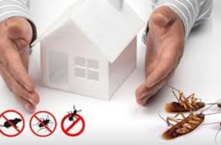 Why Timely Pest Control from an Extermination Expert Can Save Your Home
