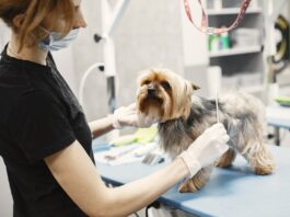How to Create a Healthy Routine for Your Pet